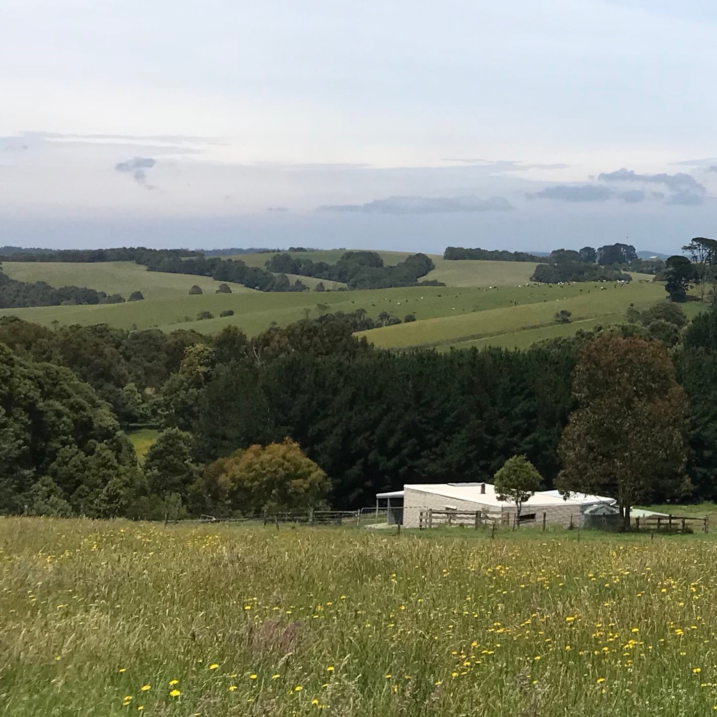 Beech Forest and Beyond | Limited Edition Print