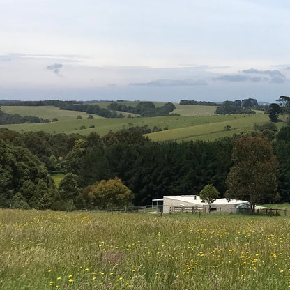 Beech Forest and Beyond | Limited Edition Print